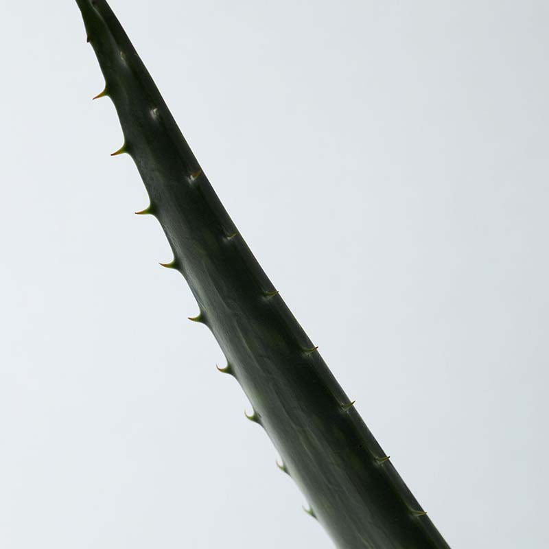 Soothing Aloe Vera Gel