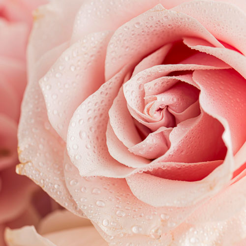 English Rose